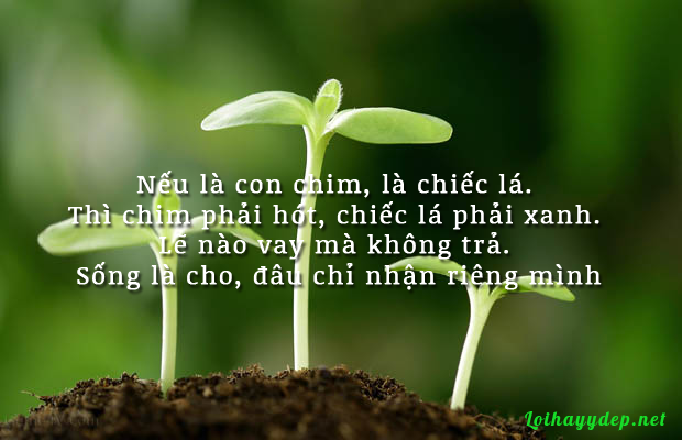 Sống là cho đâu chỉ nhận riêng mình của ai? Gallery 1