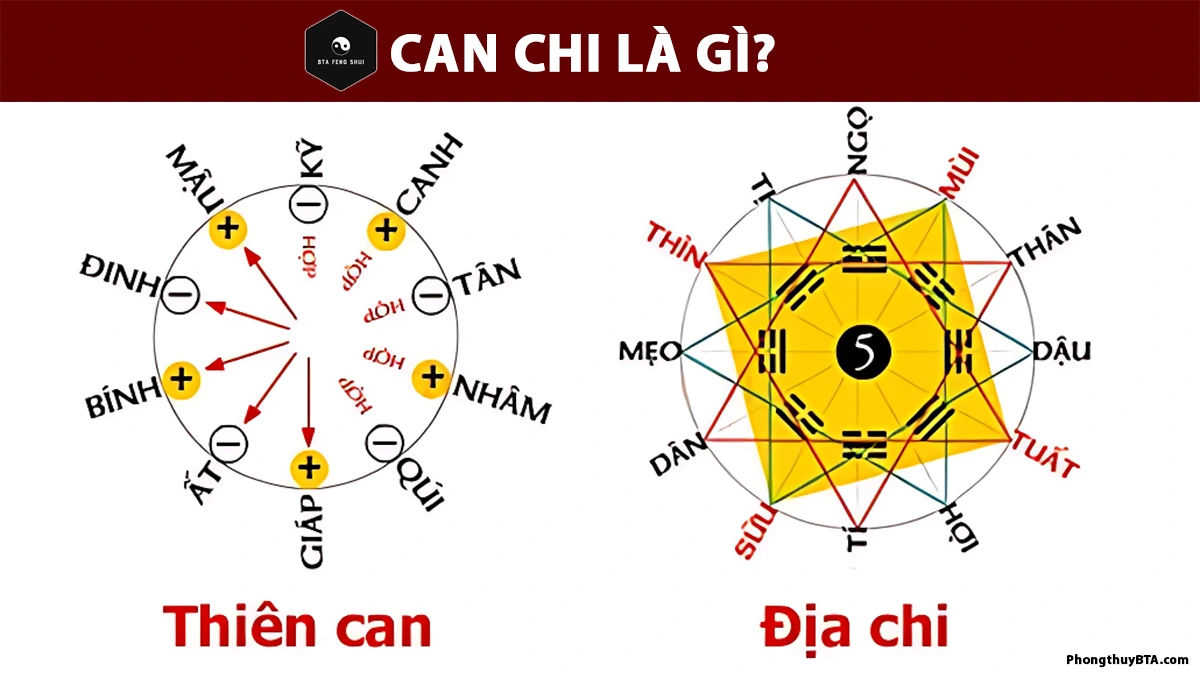 Can Chi Là Gì? Gallery 1