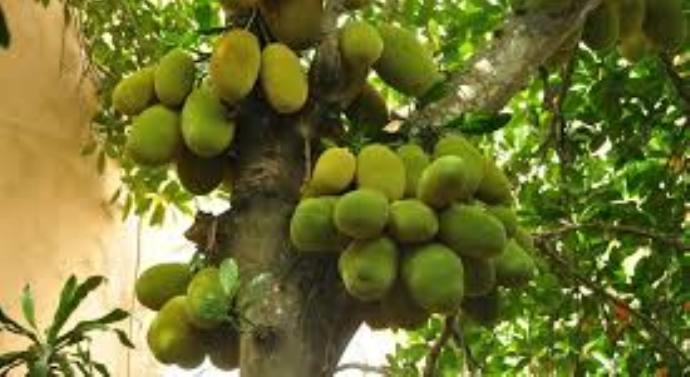Thân Em Như Quả Mít Trên Cây