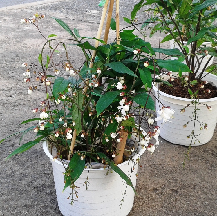 Nhả Ngọc Phun Châu là gì? Gallery 1