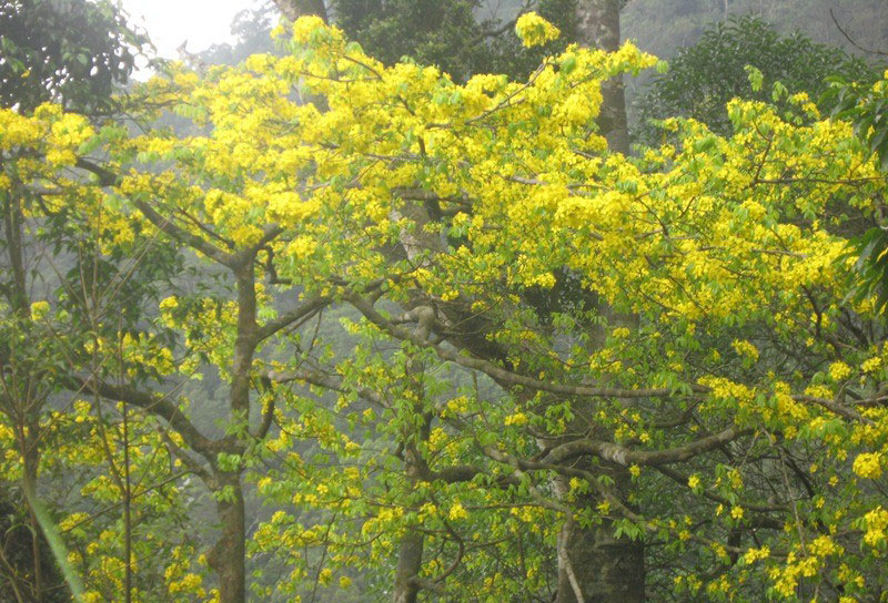 Mai Vàng Yên Tử Gallery 2