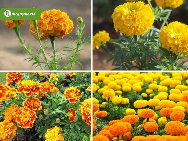 Vạn Thọ Vô Cương Là Gì? Gallery 1