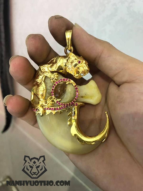 Vuốt Hổ Bọc Vàng Gallery 1