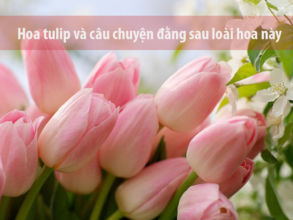 Thơ về Hoa Tulip Gallery 2
