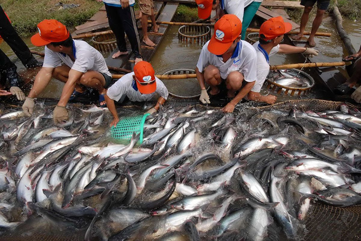 Thế mạnh để phát triển nuôi trồng thủy sản nước ngọt ở Đồng bằng sông Cửu Long Gallery 1