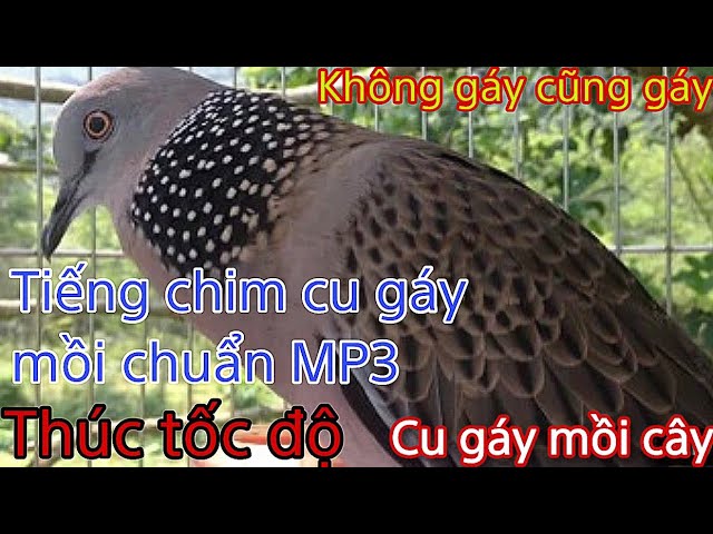 Tải Tiếng Cu Gáy Gallery 1
