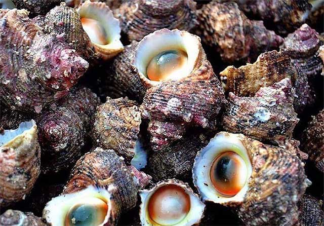 Ốc Mặt Trăng Có Độc Không? Gallery 1