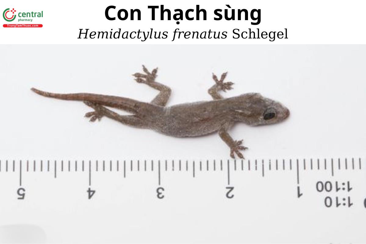 Thạch Thùng Có Độc Không? Gallery 2