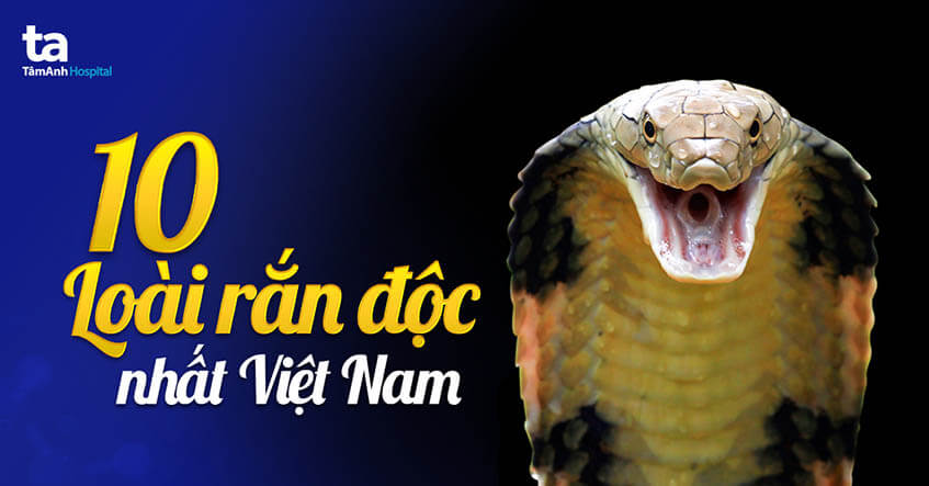 Rắn nước đốm vàng Gallery 2
