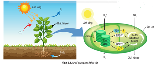 Nguyên liệu và sản phẩm của quá trình quang hợp