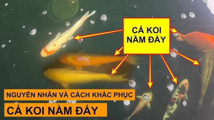 Cá Koi Nằm Đáy: Nguyên Nhân và Cách Khắc Phục Gallery 1