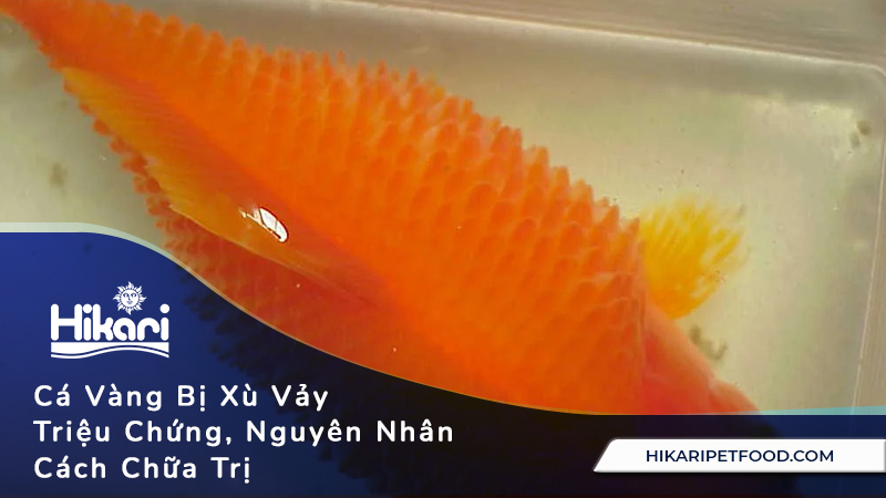 Cá Vàng Bị Xù Vảy: Nguyên Nhân và Cách Điều Trị Gallery 1