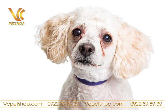 Trị Chảy Nước Mắt Ở Chó Poodle Gallery 1