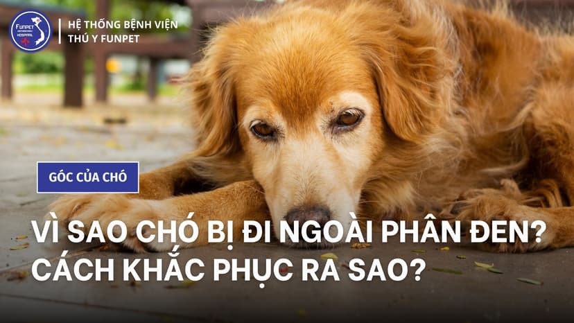 Chó Đi Phân Đen: Nguyên Nhân và Cách Xử Lý Gallery 1