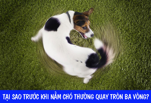 Tại Sao Chó Của Tôi Đi Vòng Tròn? Gallery 1