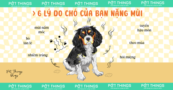 Chó Hay Cắn Chân: Nguyên Nhân Và Cách Khắc Phục Gallery 1