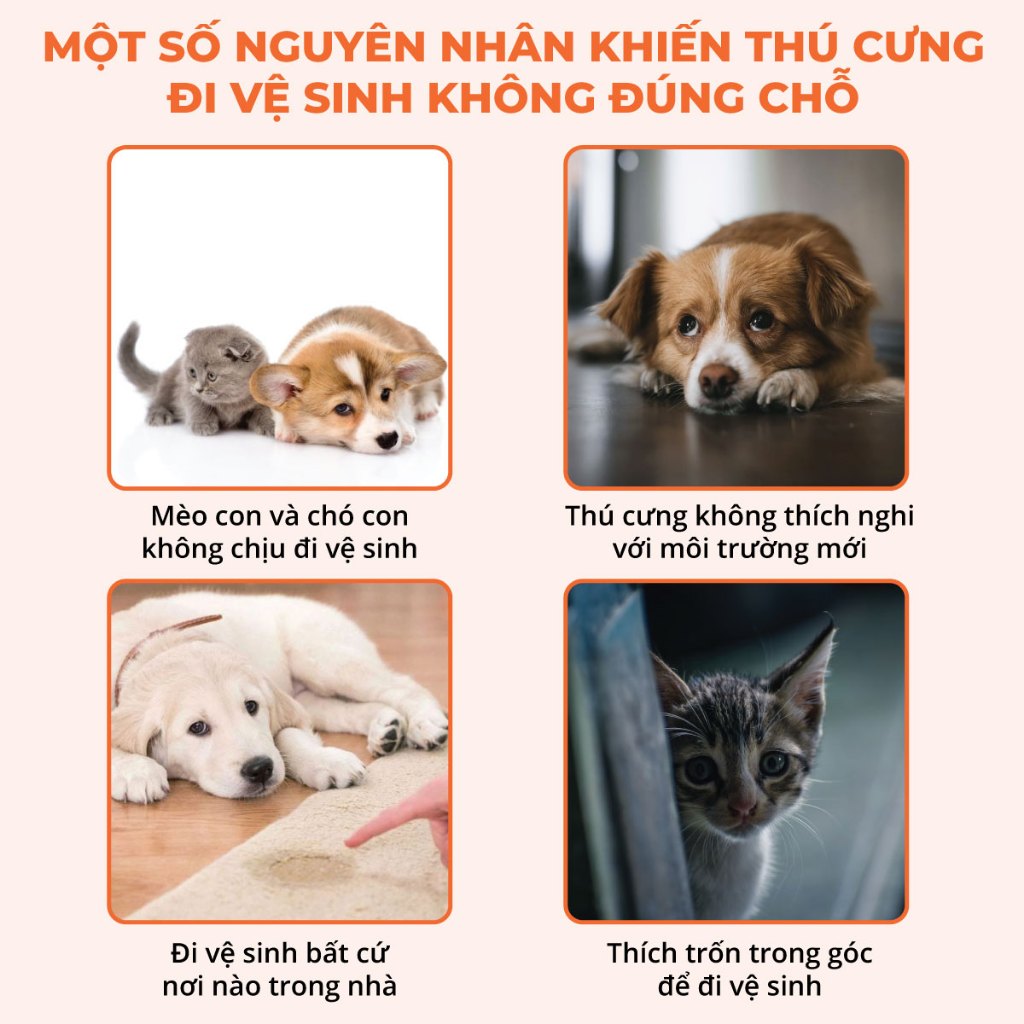 Chó Không Chịu Đi Vệ Sinh: Nguyên Nhân và Cách Khắc Phục Gallery 1
