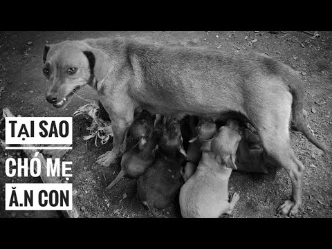 Chó mẹ cắn chó con: Nguyên nhân và cách xử lý Gallery 1