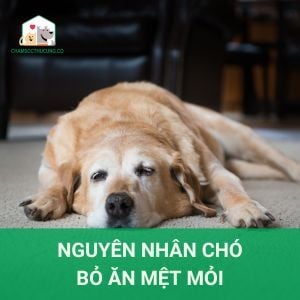 Chó Mệt Mỏi Bỏ Ăn: Nguyên Nhân và Cách Khắc Phục Gallery 1