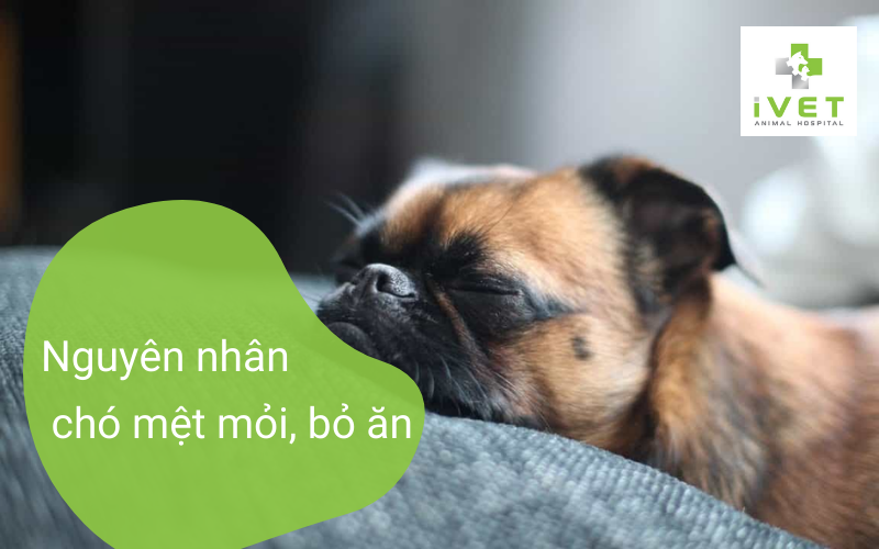 Chó Nằm Im Một Chỗ: Nguyên Nhân và Cách Xử Lý Gallery 1