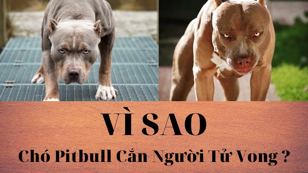 Chó Pitbull Cắn Người: Nguyên Nhân, Phòng Ngừa và Hậu Quả Gallery 1