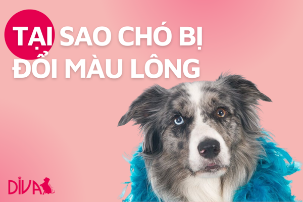 Chó Thay Lông Đổi Màu: Nguyên Nhân và Cách Xử Lý Gallery 1