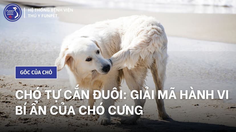 Chó Tự Cắn Đuôi: Nguyên Nhân và Cách Khắc Phục Gallery 1
