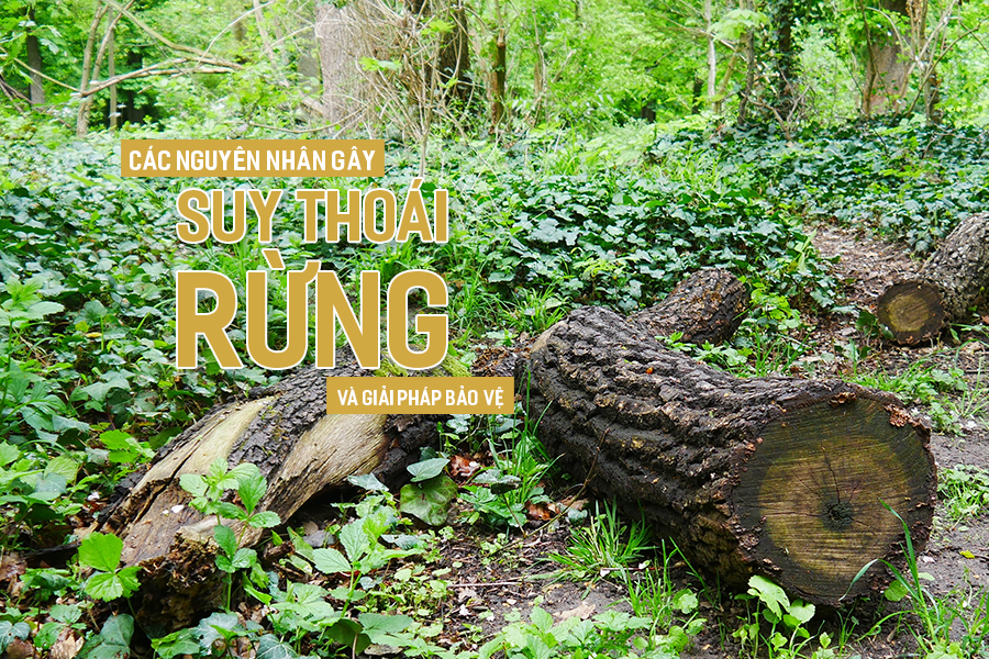 Nguyên nhân chủ yếu diện tích rừng nhiệt đới ngày càng giảm là do