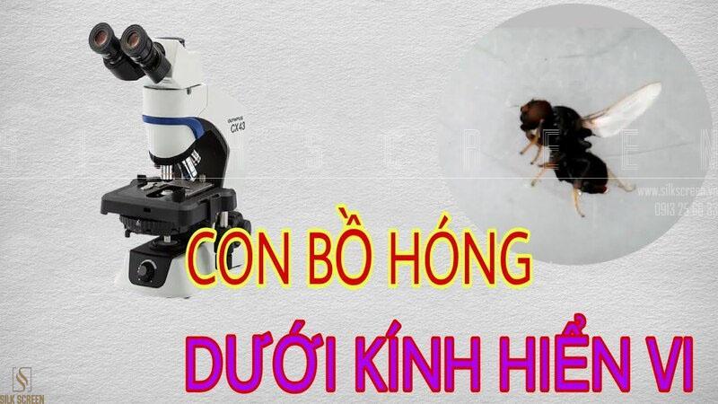 Con Bồ Hóng Bay Quanh Người: Điềm Báo Hay Ngẫu Nhiên? Gallery 1