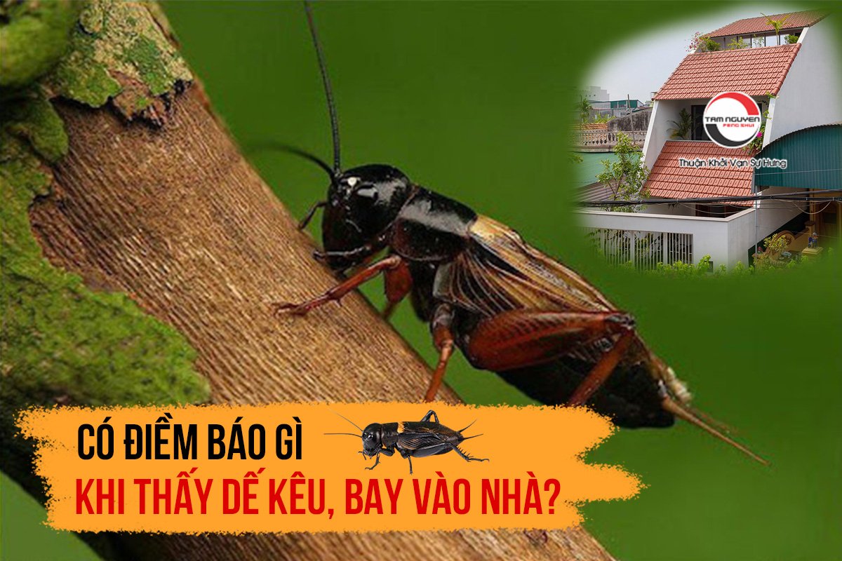 Dế mèn kêu trong nhà: Điềm báo gì? Nguyên nhân và cách xử lý Gallery 1