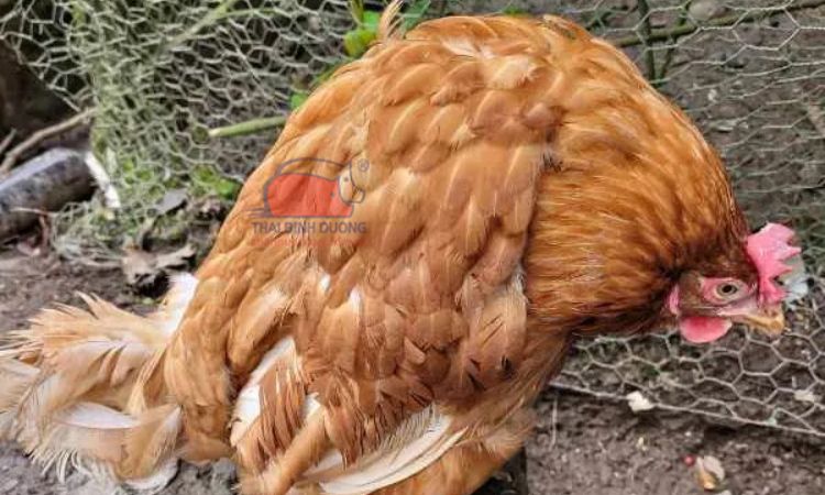 Gà bị rụt cổ: Nguyên nhân và cách xử lý Gallery 1