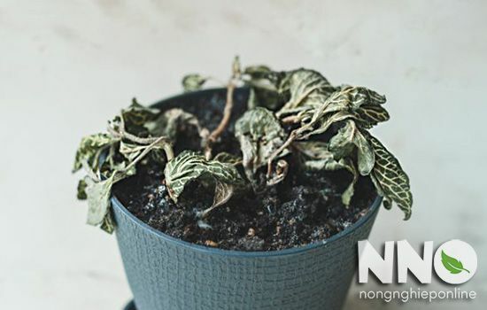 Cây Cẩm Nhung Bị Héo: Nguyên Nhân và Cách Khắc Phục Gallery 1