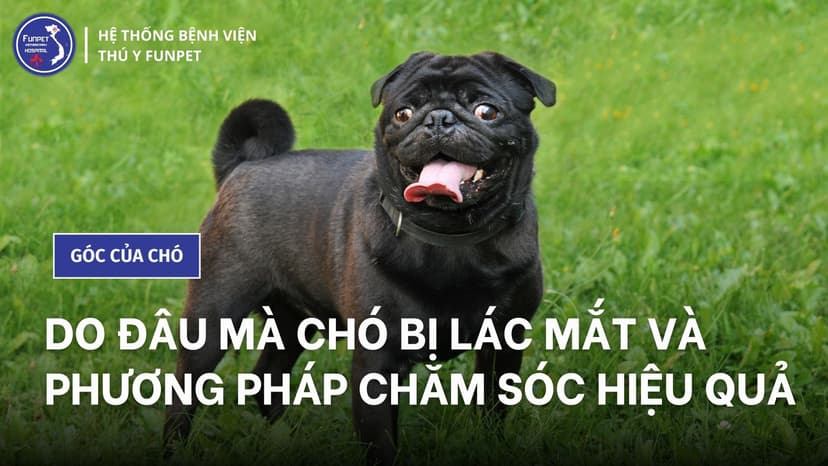 Thuốc Trị Lác Cho Chó Gallery 1