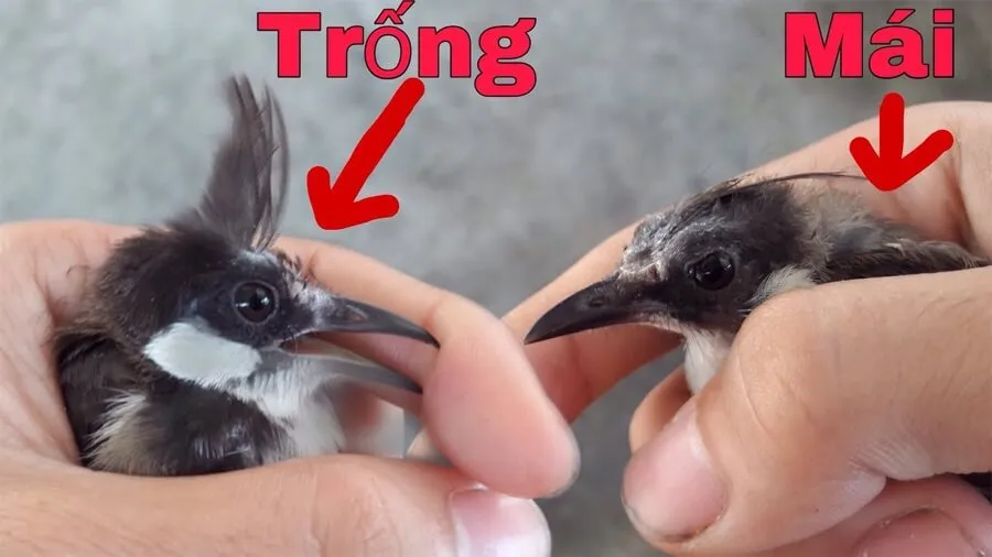 Mắt Chào Mào Trống: Nguyên Nhân, Triệu Chứng và Cách Khắc Phục Gallery 1