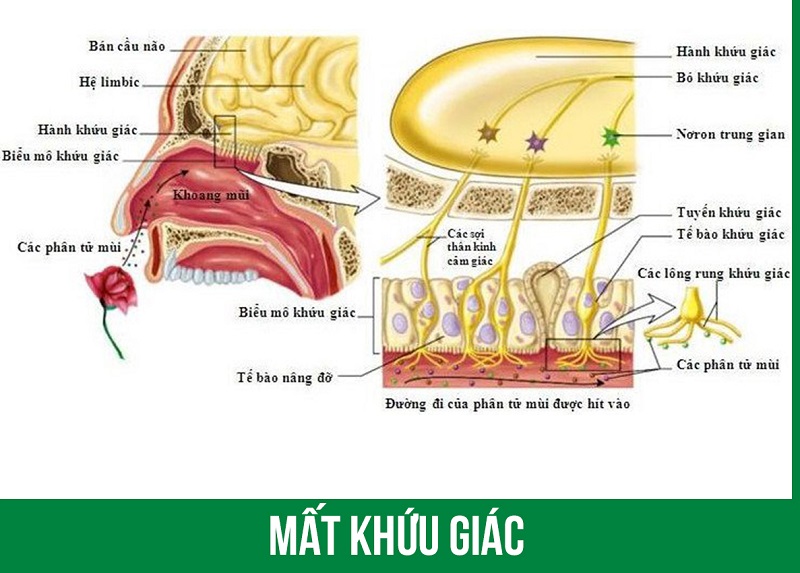 Mũi Không Ngửi Được Mùi: Nguyên Nhân Và Cách Khắc Phục Gallery 1