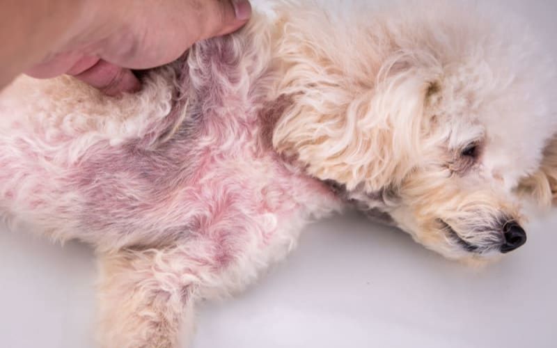Sữa Tắm Trị Nấm Cho Chó Poodle Gallery 1