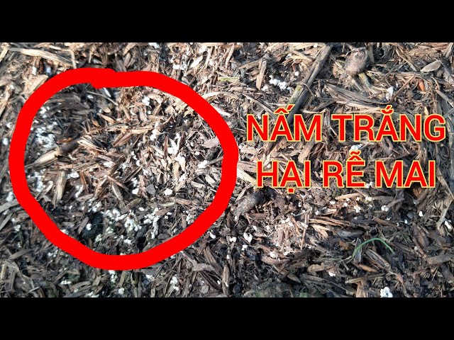 Rễ cây bị nấm trắng: Nguyên nhân, cách phòng trừ và khắc phục Gallery 1