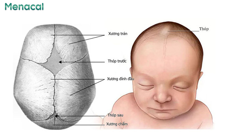Đỉnh Đầu Nhô Cao: Nguyên Nhân và Cách Khắc Phục Gallery 1