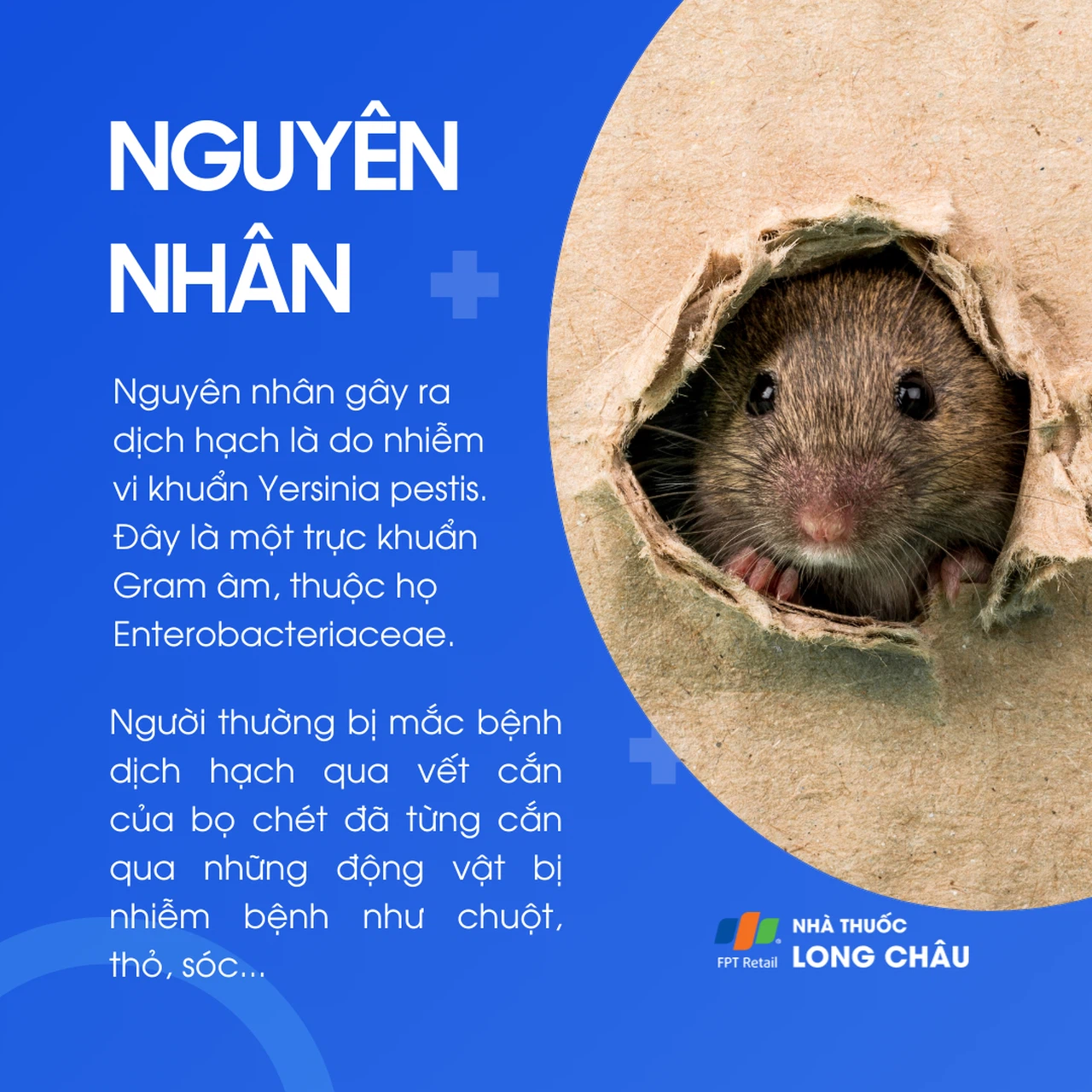 Hạch Chuột Là Gì? Gallery 1
