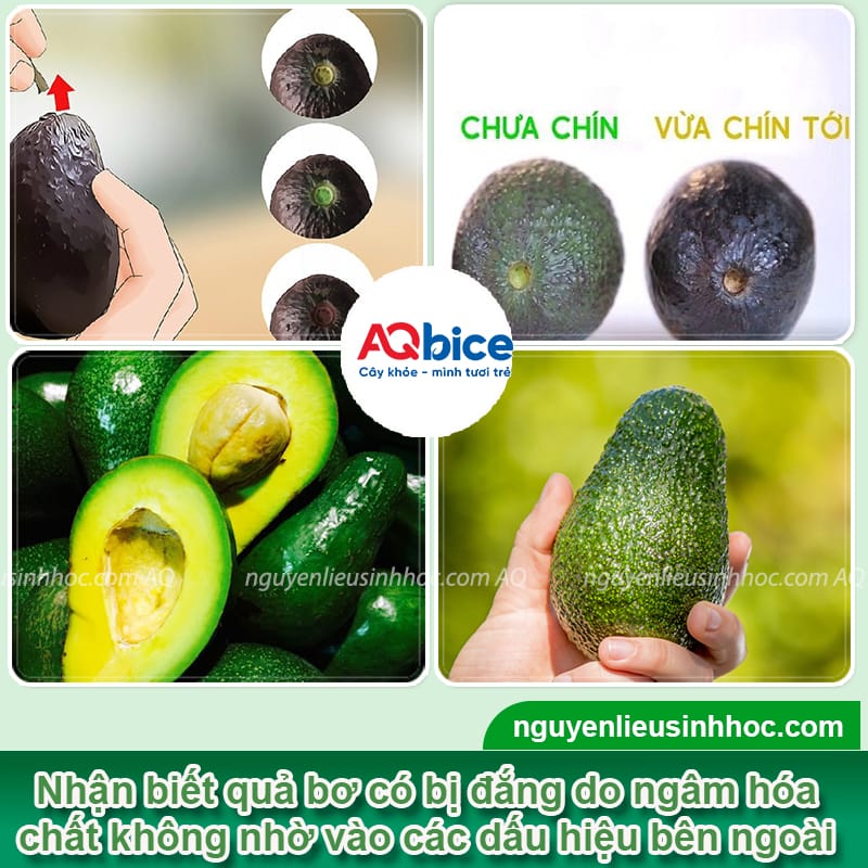 Bơ có hạt sần: Nguyên nhân và cách khắc phục Gallery 1