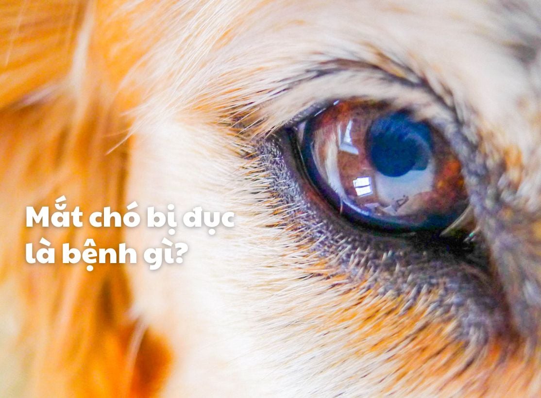 Mắt chó giấy là gì?