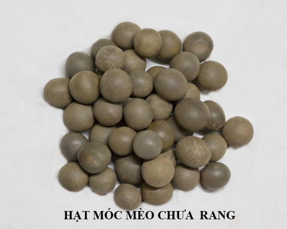 Mốc meo là gì? Gallery 1