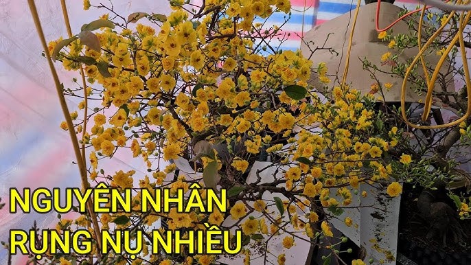 Rụng nụ là gì? Gallery 1