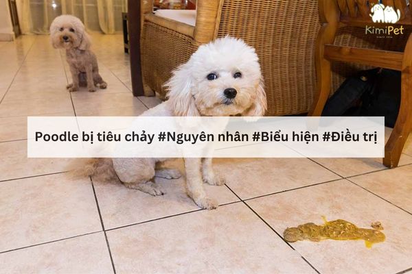 Poodle bị tiêu chảy: Nguyên nhân, triệu chứng và cách điều trị Gallery 1