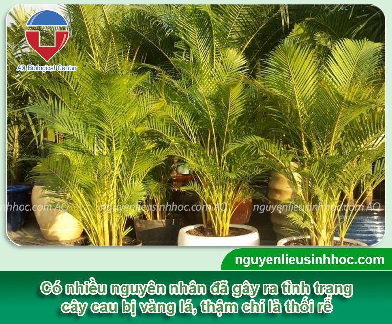 Cây Cau Lùn Bị Vàng Lá: Nguyên Nhân và Cách Khắc Phục Gallery 1