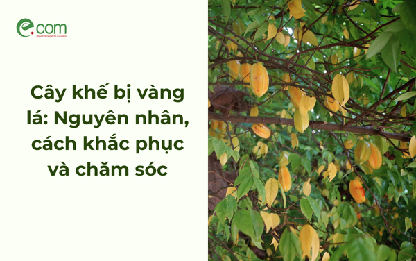 Cây Khế Bị Vàng Lá: Nguyên Nhân và Cách Khắc Phục Gallery 1