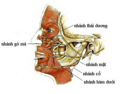 Giật Cơ Mặt Bên Phải Là Điềm Gì? Gallery 1