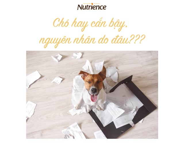 Con Chó Mất Dạy: Nguyên Nhân, Cách Khắc Phục và Huấn Luyện Gallery 1