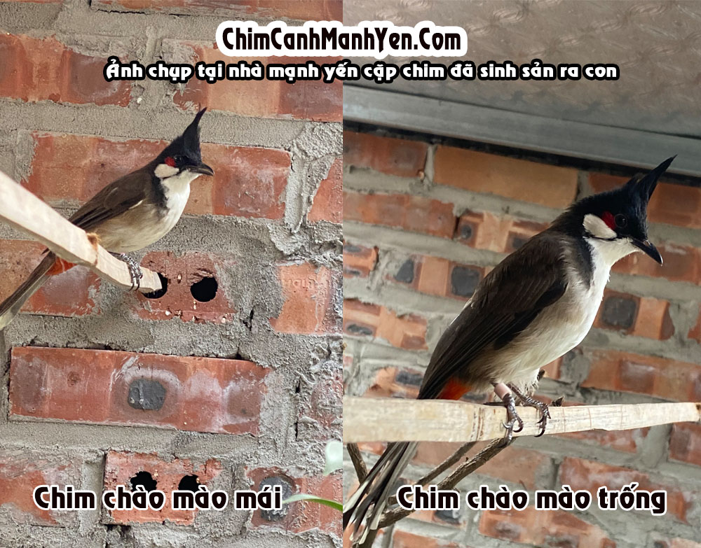 Lông Đuôi Chào Mào Trống: Nguyên Nhân và Cách Khắc Phục Gallery 1