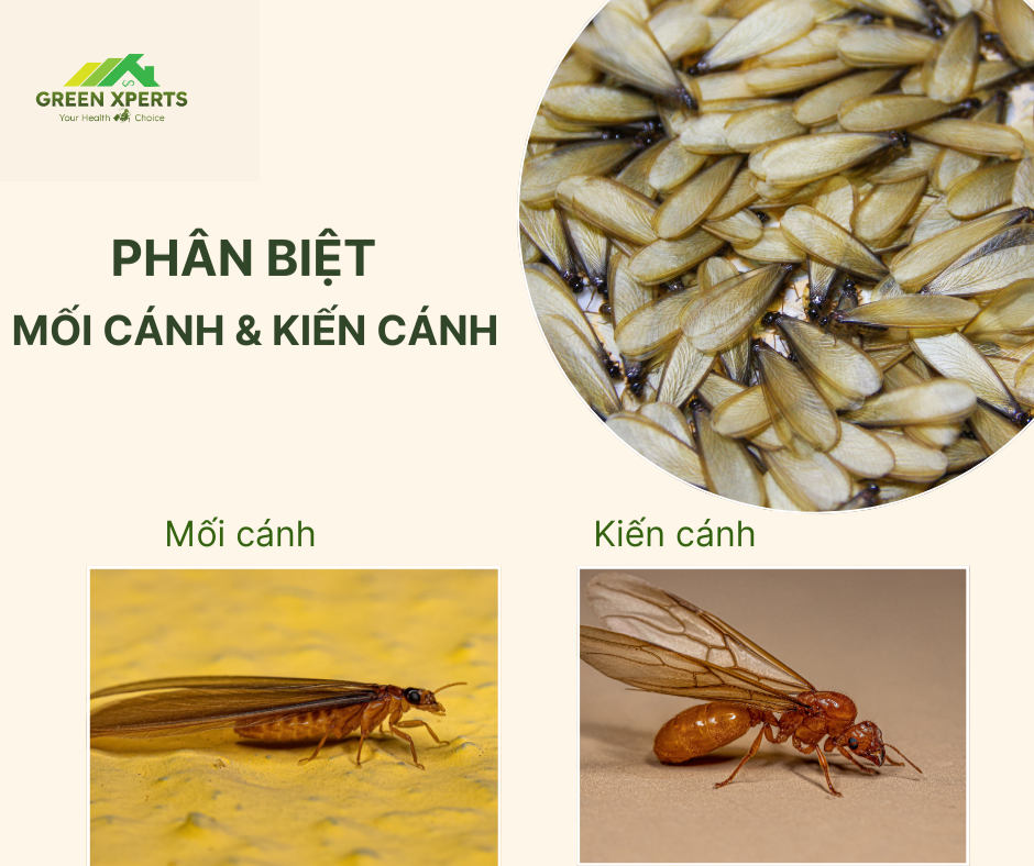 Mối bay nhiều là hiện tượng gì? Gallery 1